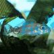 Callochromis Macrops