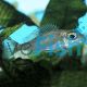 Callochromis Macrops