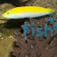 Canary Top Wrasse - Medium 