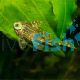 Candy Striped Pleco L015 - Peckoltia vittata