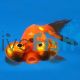 Celestial Eye Goldfish