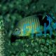 Angelfish Orange-Lined 