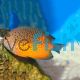 Rusty Angelfish SML