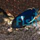 Keyhole Angelfish Centropyge tibicen 
