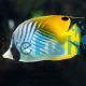 Butterflyfish - Threadfin