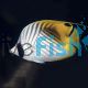 Threadfin Butterflyfish