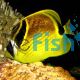 Raccoon Butterflyfish 