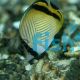 Vagabond Butterflyfish