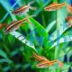 Cherry Barb Longfin 