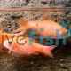 Chilli Red Rosy Barb
