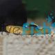 Desert Goby 5cm