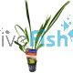 Cholorophytum Pot