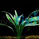 Chlorophytum (Piece Plant)