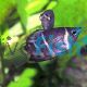 Chocolate Gourami 