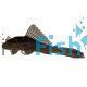 Chocolate Plecostomus Catfish