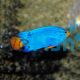 Male Blue Devil Damselfish