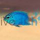 Blue Sapphire Damselfish