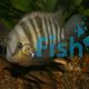 Cichlasoma Blue-Eye 13cm