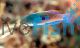 Blueside Fairy Wrasse - Large