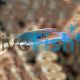 Cirrhilabrus Cyanopleura - Blue Sided Fairy Wrasse
