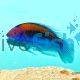 Orange Back Fairy Wrasse Cirrhilabrus Aurantidorsalis