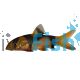 Clown Loach
