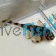 Clown Pleco