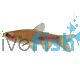 Clown Rasbora 3cm