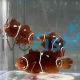 CB Clownfish Gold Dot Maroon