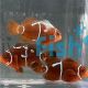 CB Clownfish Gold Flake Maroon