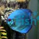 Solid Blue Diamond Discus
