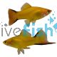 Comet Gold Swordtail 