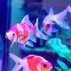 Comet Pastel Red and White