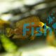 Compressiceps - Gold Form 