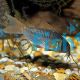 Concolor Corydoras