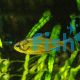 Copei Tetra