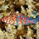 Coral Hawkfish