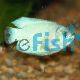 Male Coral Blue Dwarf Gourami 