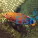 Wrasse - Yellowtail Coris - Adult Wild 