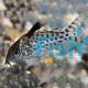 Corydoras Agassizi Sodalis
