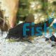 Black Venezuela Corydoras