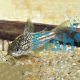 Corydoras Elegans