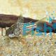 Corydoras Elegans