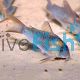 Corydoras Eques