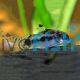 Corydoras habrosus 
