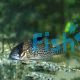 Corydoras Leucomelas