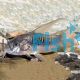 Bronze Longfin Corydoras
