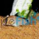 Corydoras Metae