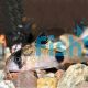 Corydoras Panda 4cm