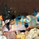 Corydoras panda